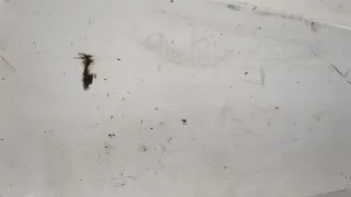 81416106754 Клык бампера передний правый MAN TGX Арт 20419266, вид 2