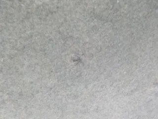 7979K7 Citroen-Peugeot Шумоизоляция капота Citroen C4 1 restailing Арт E52509813, вид 3