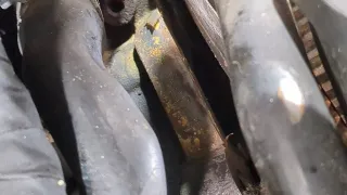 03L130755AA,03L130851HX ТНВД Volkswagen Passat B7 Арт 11280044, вид 2